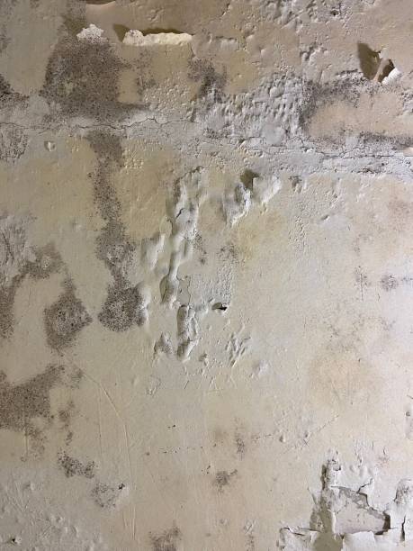Best Black Mold Removal  in Neptune City, NJ