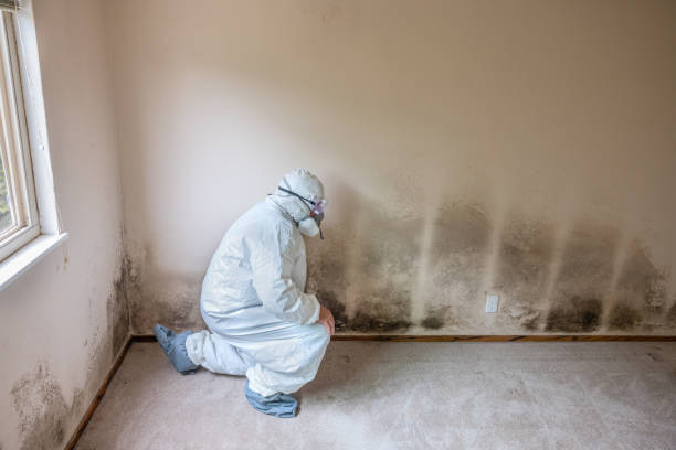 Best Toxic Mold Removal  in Neptune City, NJ