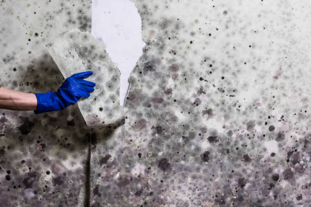 Attic Mold Removal in Neptune City, NJ