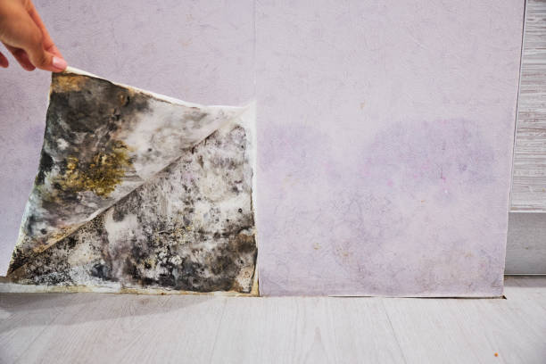 Best Crawl Space Mold Removal  in Neptune City, NJ